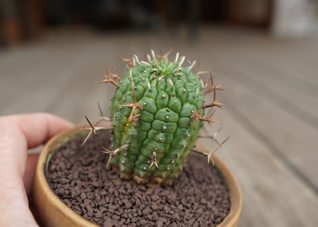 ユーフォルビア　群星冠　Euphorbia stellispina