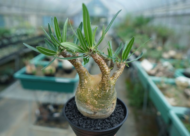 パキポディウム グラキリス Pachypodium Gracilius No.3 | ma