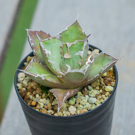 2月入荷 1000粒+ アガベ オテロイ 種子 チタノタ FO-76 証明書29 2月入荷 1000粒+ アガベ オテロイ 種子 チタノタ FO-76 証明書03