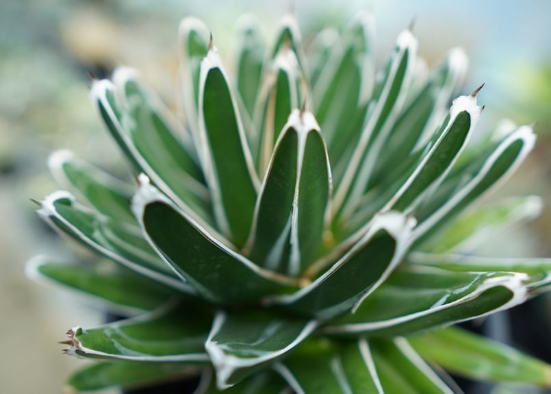 アガベvictoriae-reginae(笹の雪)群生濃白模様