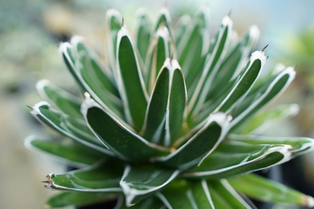 ⑩アガベ笹の雪 victoriaereginae 楽天市場】アガベ ササノユキ 笹の雪 Agave victoriae reginae