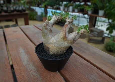 パキポディウム　エブレネウム　Pachypodium eburneum  No.1