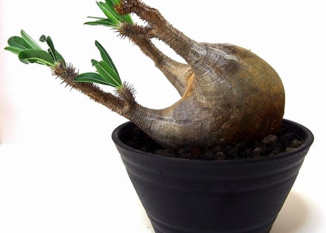 Pachypodium Gracilius パキポディウム  グラキリス  №4 new