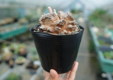 【長谷川園芸産】亀甲竜　Dioscorea elephantipes　No.4