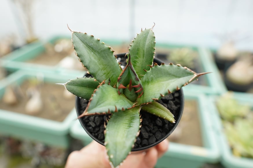 スタッフ大樹が本気で選ぶオススメ株5選！ | mana's farm:塊根植物