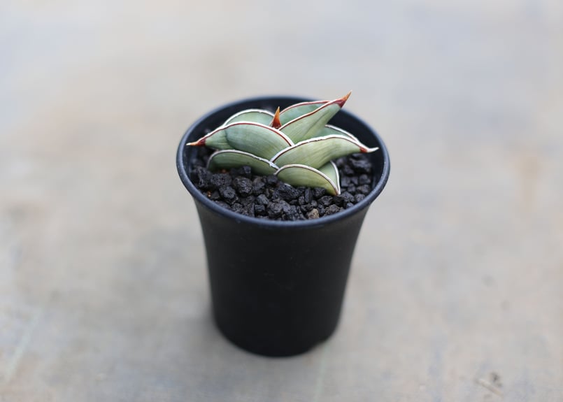 サンセベリア エーレンベルギー 'バナナ' | mana's farm:塊根植物