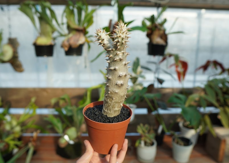 パキポディウム デンシフローラム No.3 | mana's farm:塊根植物