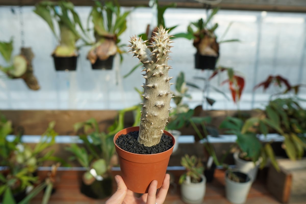パキポディウム　デンシフローラム　塊根植物 Amazon｜【現品限り】パキポディウム・デンシフローラム【G21