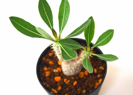 Pachypodium rosulatum   パキポディウム　ロスラーツム　№2