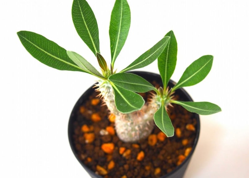 Pachypodium rosulatum パキポディウム ロスラーツム №2 | man