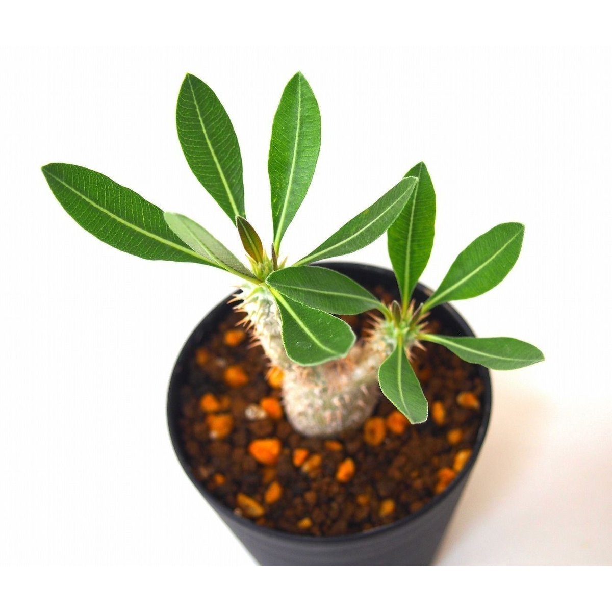 Pachypodium rosulatum パキポディウム ロスラーツム №2 | man