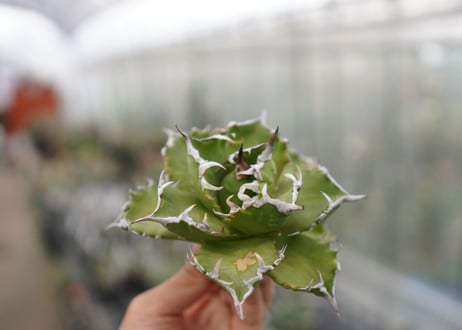 Agave titanota  Crab 螃蟹  NO.7