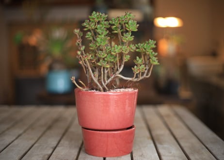 小人の祭り　Aeonium sedifolium