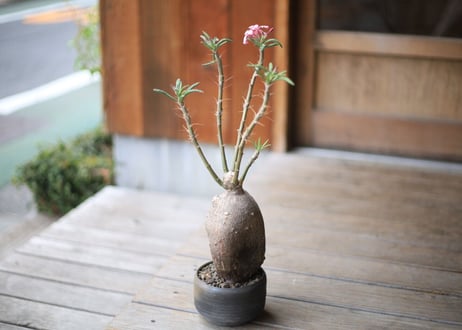 パキポディウム　 サキュレンタム 　Pachypodium succulentum