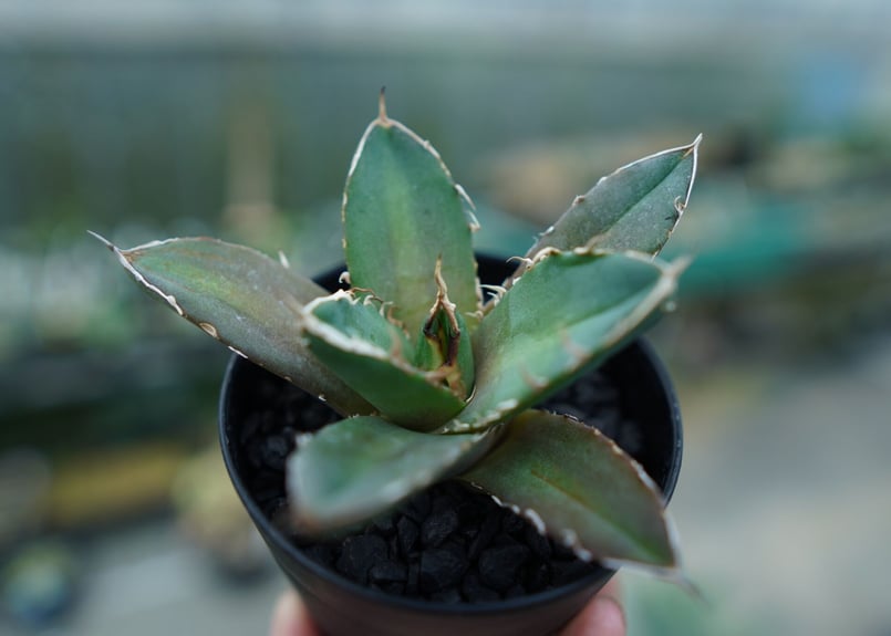 アガベ チタノタ 鬼爪雪峰 Agave titanota “Onitsume Yukimin