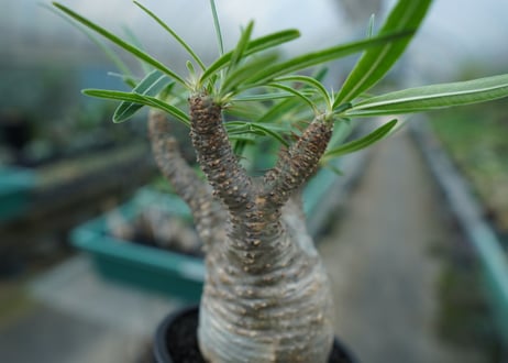 【発根管理中】パキポディウム　グラキリス　 Pachypodium Gracilius  No.2