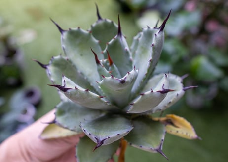 potatorum x macroacantha mini  NO.4