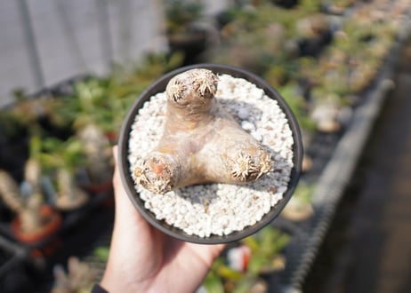 パキポディウム　エブレネウム　Pachypodium eburneum　No.1