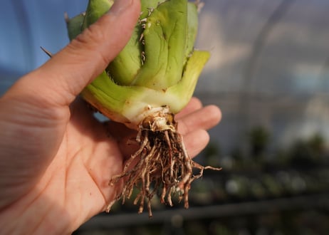 ×agave titanota 剣竜　No.6