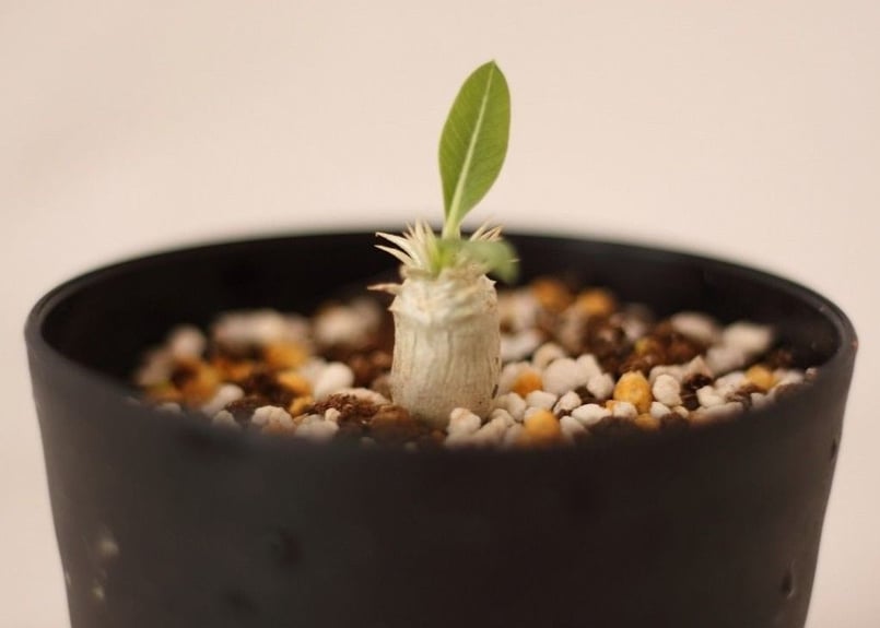 Pachypodium eburneum パキポディウム エブレネウム 実生no.1 | m