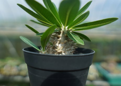 パキポディウム　恵比寿大黒　Pachypodium Densicaule　No.10