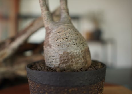 パキポディウム　グラキリス　 Pachypodium Gracilius
