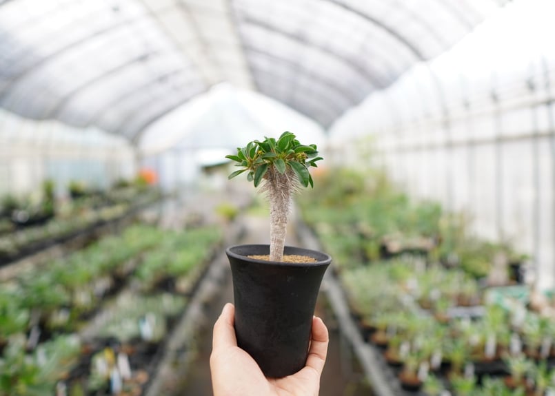 スタッフ一押し株♪】ユーフォルビア ギラウミニアナ 【3】 | mana's