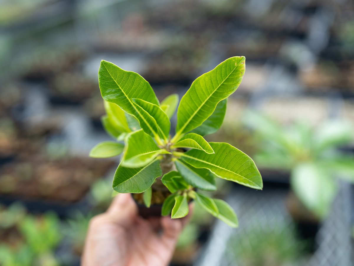 植木力の作品本物です。 この木なんの木 - 日立の樹 (モアナルア・ガーデンパーク)[オアフ島