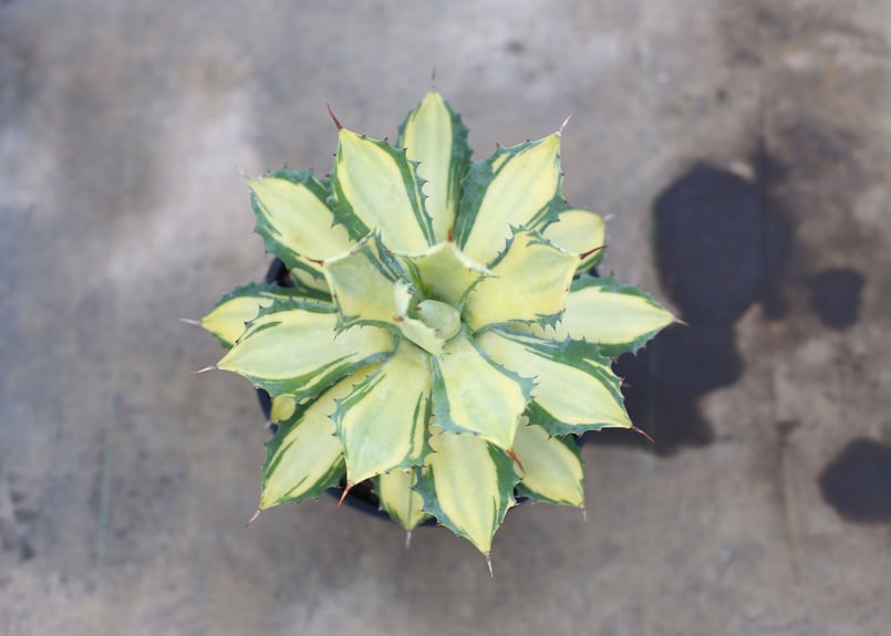 アガベ イシスメンシス錦 楊貴妃 | mana's green:塊根植物販売 アガベ イシスメンシス錦 楊貴妃 | mana's green:塊根植物販売