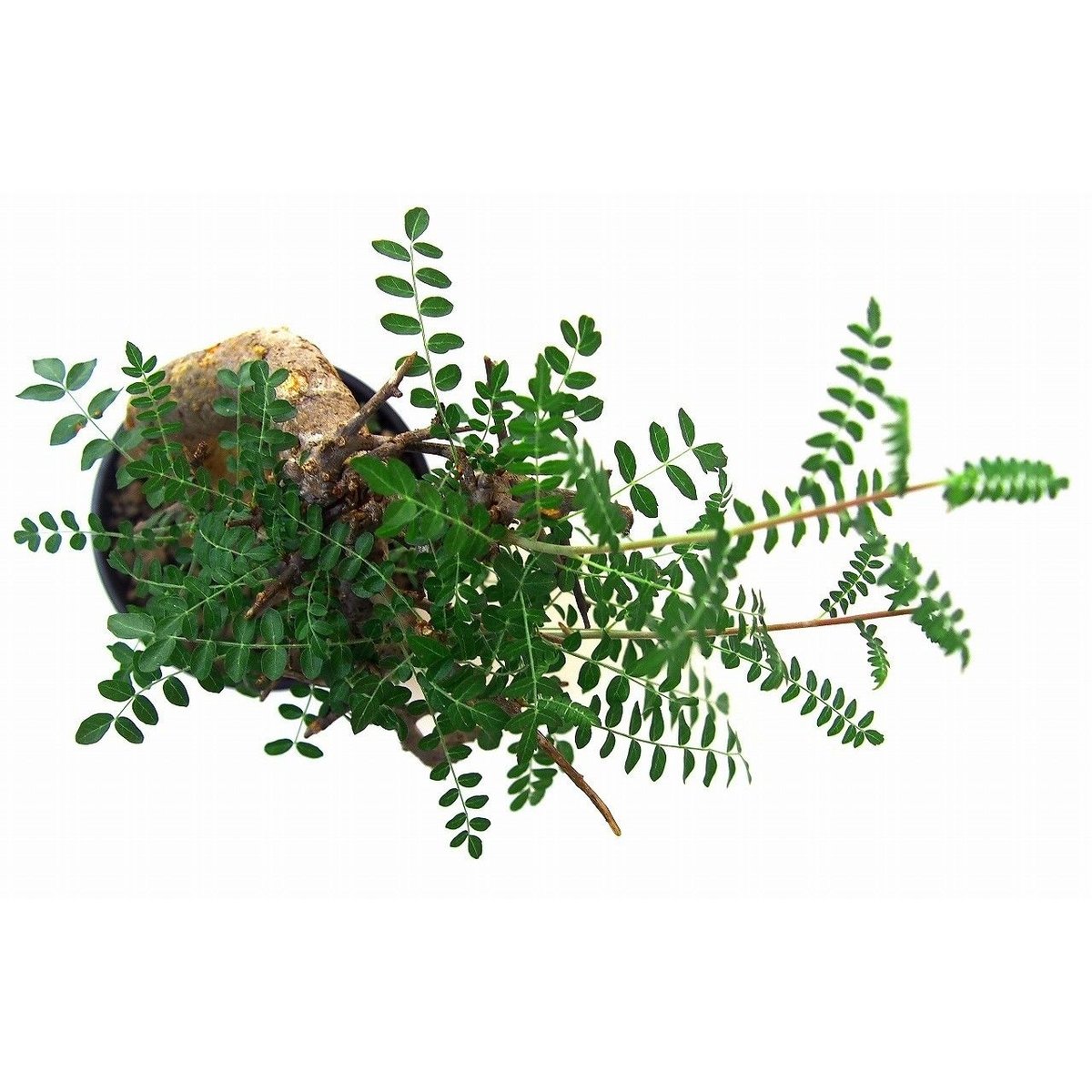 Boswellia neglecta ボスウェリア ネグレクタ | mana's farm:塊