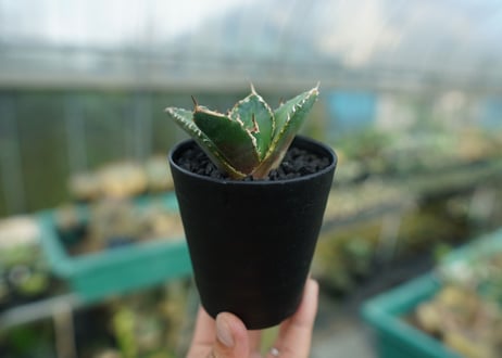 アガベ　チタノタ　鬼爪雪峰  Agave titanota “Onitsume Yukimine”　No.2