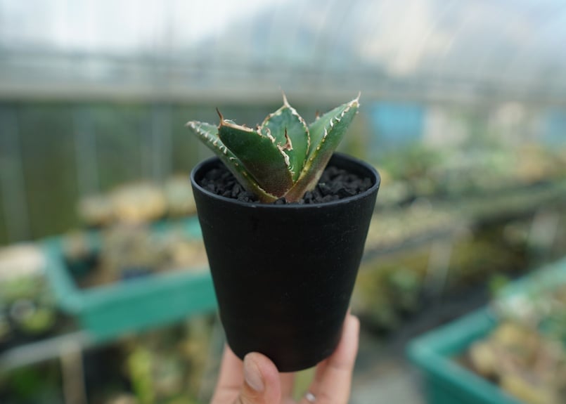 アガベ チタノタ 鬼爪雪峰 Agave titanota “Onitsume Yukimin