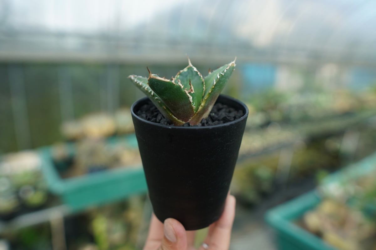 アガベ チタノタ 鬼爪雪峰 Agave titanota “Onitsume Yukimin...