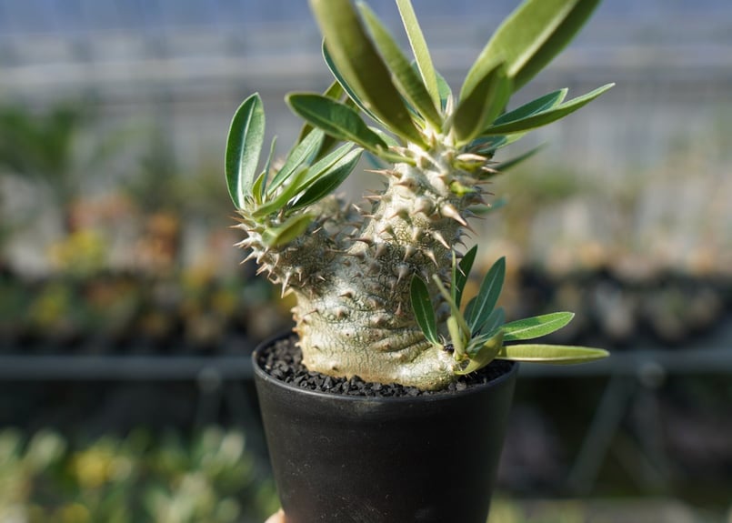 パキポディウム 伊藤ハイブリッド Pachypodium 'Itoh Hybrid' | ma...