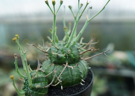 ユーフォルビア　バリダ　Euphorbia valida　No.9