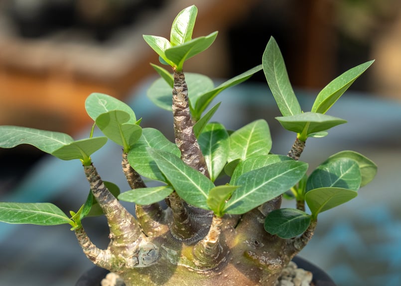 アデニウム モンスター | mana's farm:塊根植物・アガベ・ドライ