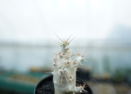 パキポディウム　サンデルシー　Pachypodeium saundersii　No.1