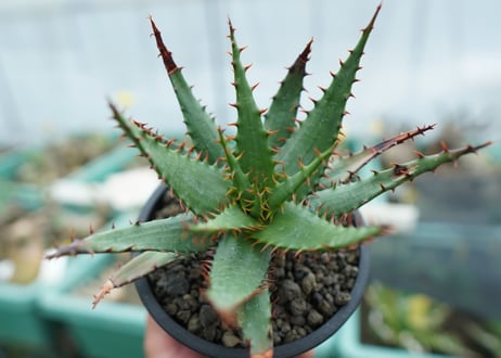 アロエ　ブルームⅡ　Aloe broomⅡ