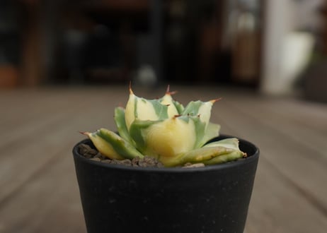 アガベ　王妃雷神錦　黄中斑　Agave　“Ohi Raijin Nishiki Kinakahu”