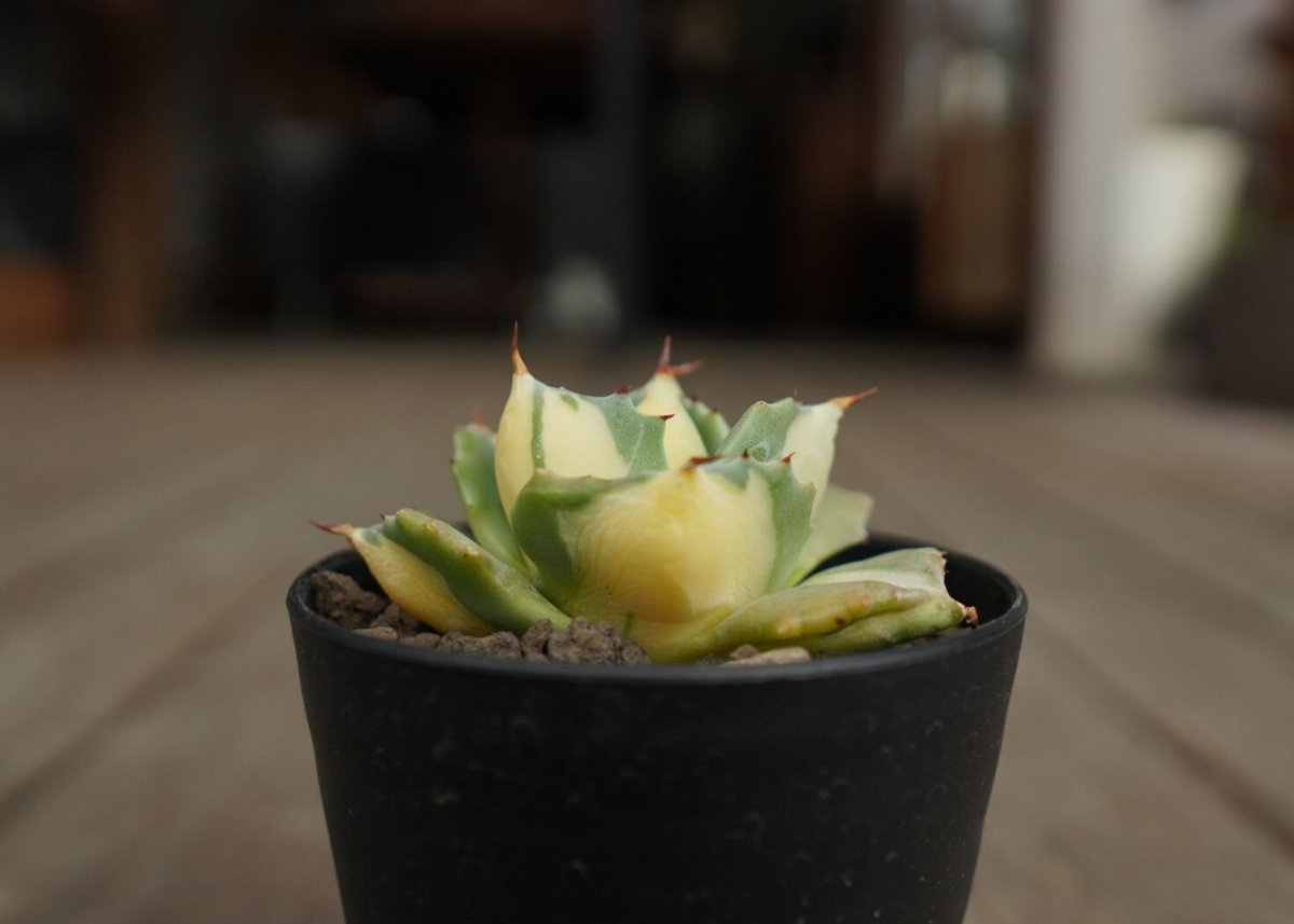 アガベ 王妃雷神錦 黄中斑 Agave “Ohi Raijin Nishiki Kinakah