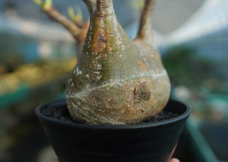 パキポディウム　グラキリス　 Pachypodium Gracilius  No.2