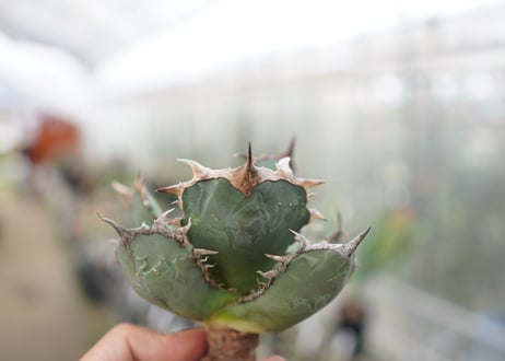 Agave titanota FO-76  F NO.5