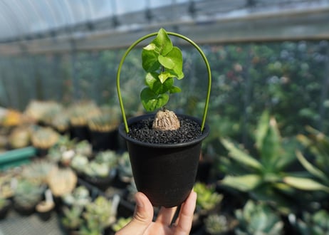 亀甲竜　Dioscorea elephantipes No.4