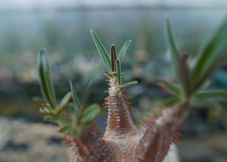 パキポディウム　グラキリス　Pachypodium gracilius　No.5