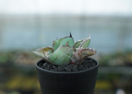 アガベ　チタノタ　 ブラックアンドブルー 　Agave titanota black and blue　No.11