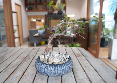 コミフォラ モンストローサ Commiphora monstrosa