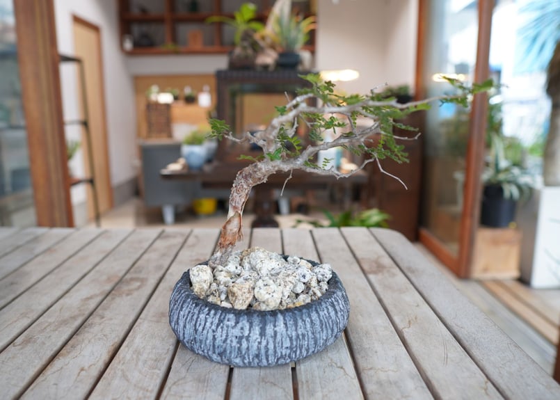 コミフォラ　モンストローサ コミフォラ モンストローサ Commiphora monstrosa | mana's far