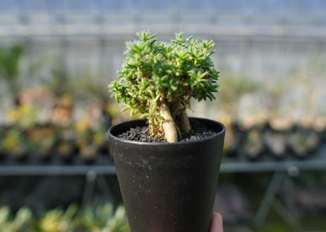 トリコディアデマ ステラツム　Trichodiadema stellatum
