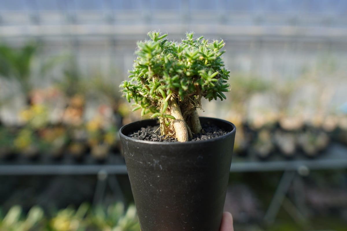 トリコディアデマ ステラツム Trichodiadema stellatum | mana's