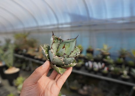agave titanota ブラック＆ブルー　No.6
